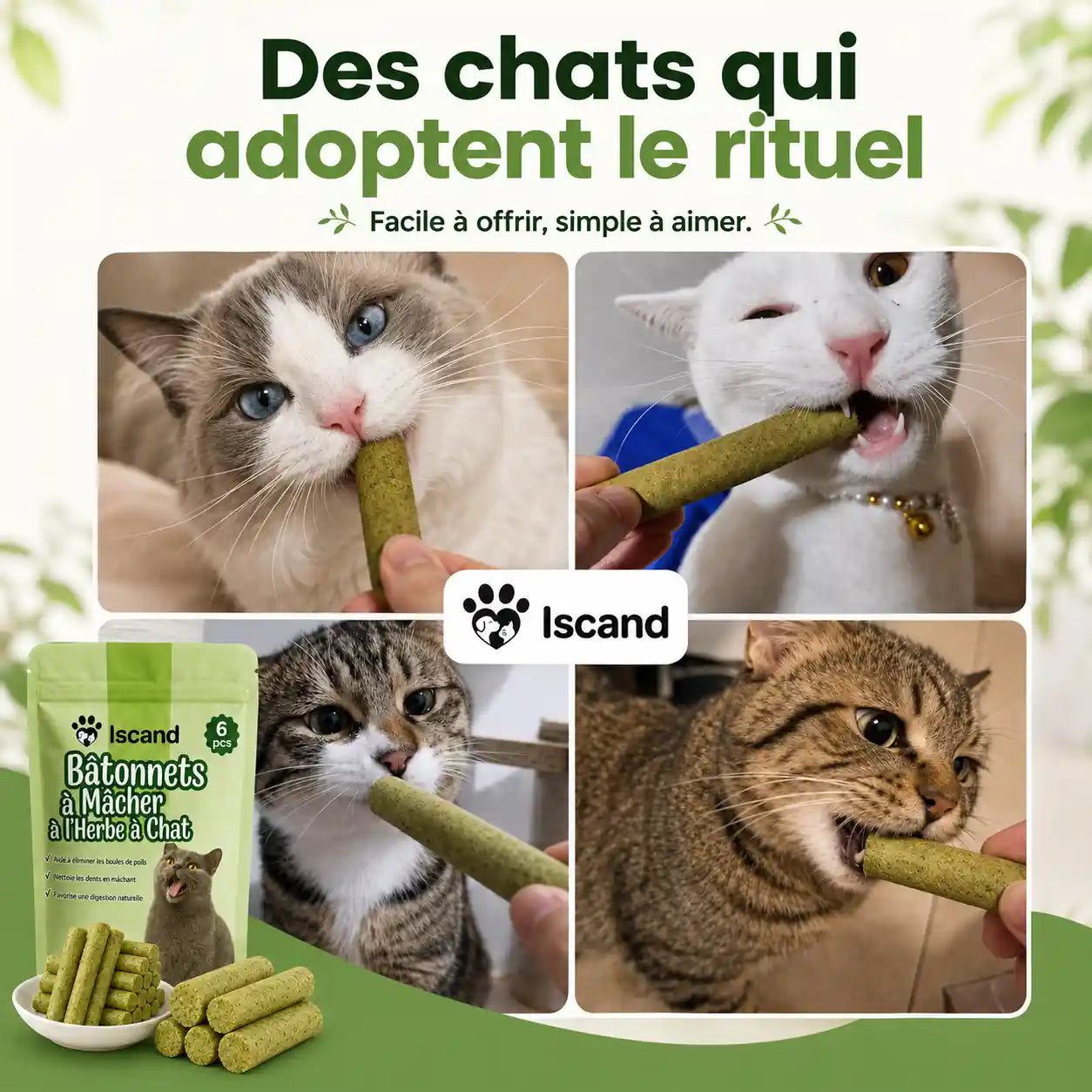 Bâtonnets à Mâcher à l'Herbe à Chat